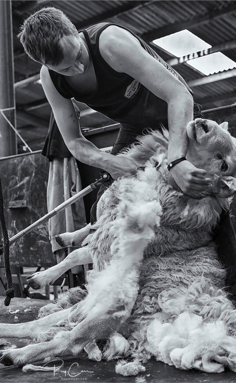 09. Shearing 09. Shearing