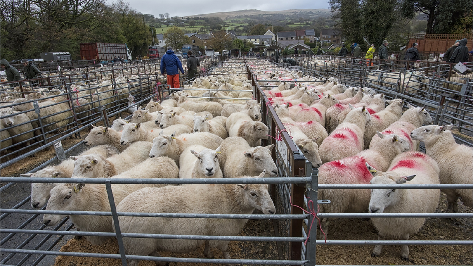 14. Penderyn Sheep Market 14. Penderyn Sheep Market