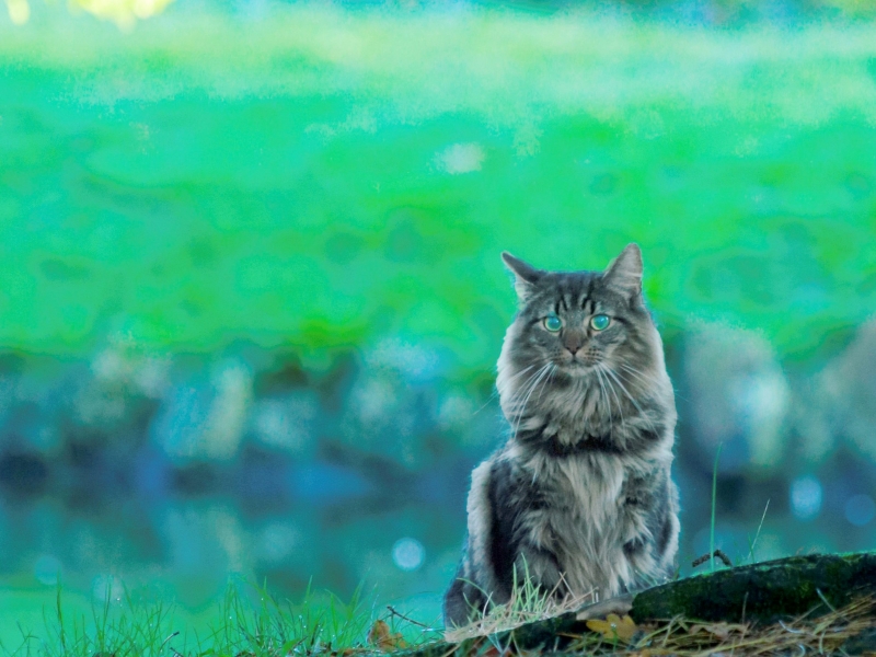 cat cat
