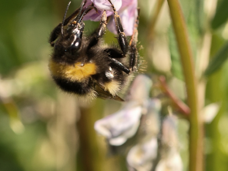 daily-walk-22_04-13 bee collecting pollen from drooping pink flower head
