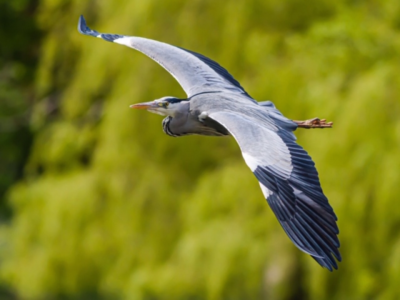 Heron Heron