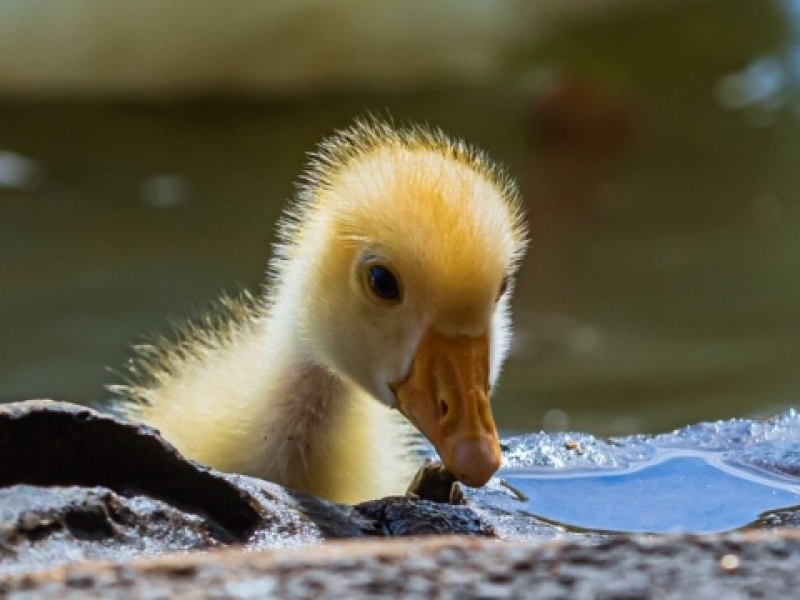 Duckling Yellow duckling looking towards waters edge