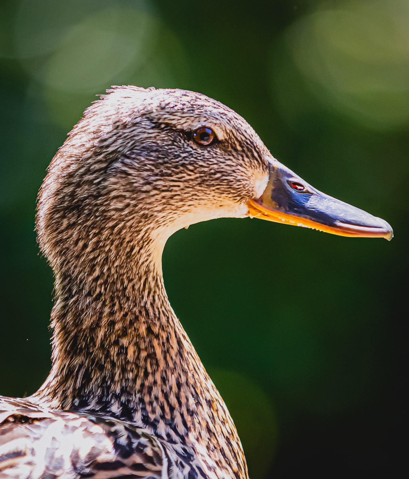 Mallard Mallard
