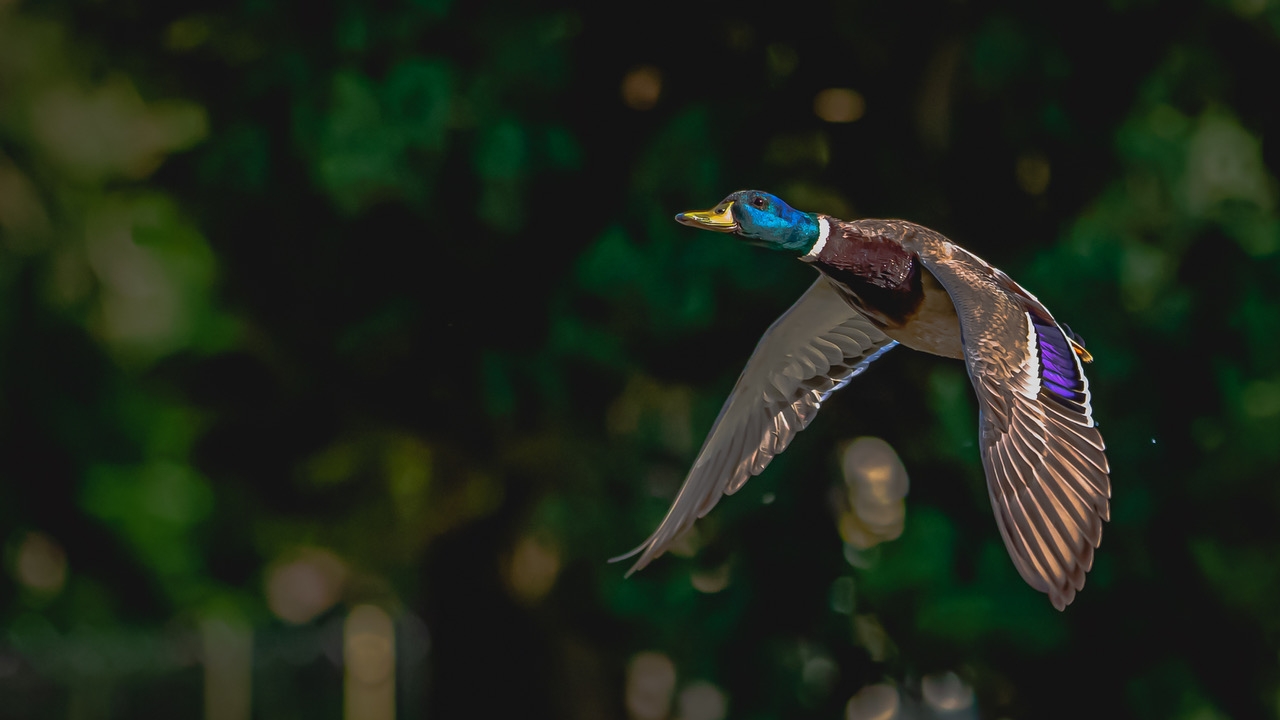 Mallard Mallard
