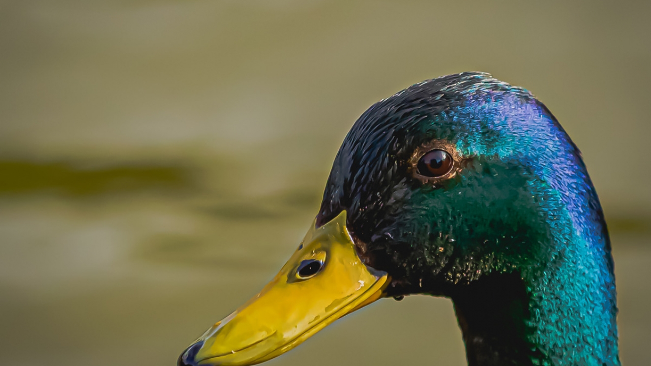 mallard-619 mallard-619
