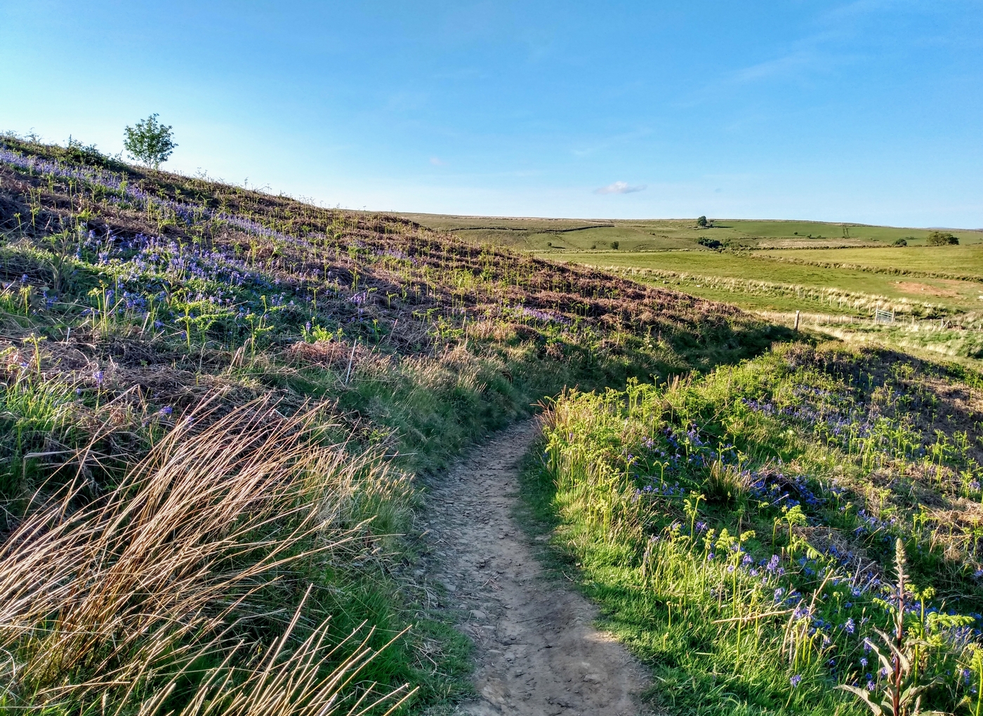 mountain-bluebells-lesley-newcombe- mountain-bluebells-lesley-newcombe-