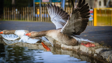 picture-2 Goose flying away from waters edge