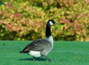 Canadian goose, black neck, white chest and dark body walking on grass