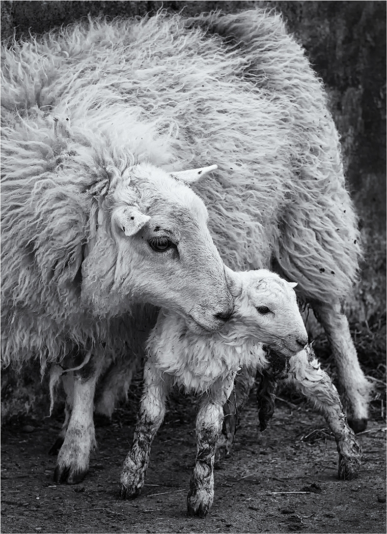 Ewe and Lamb