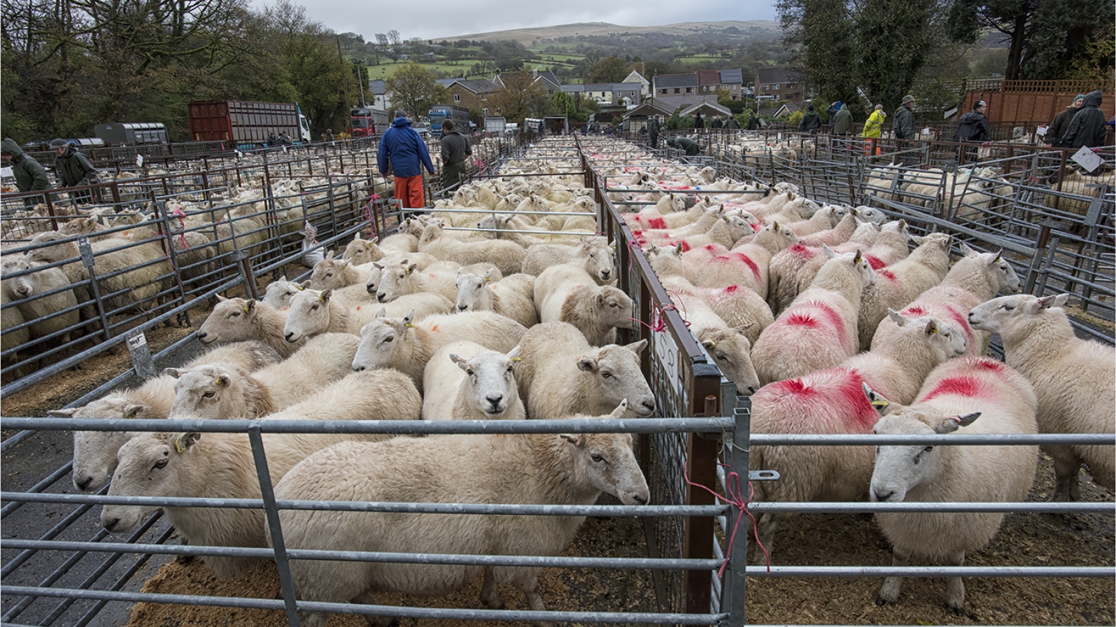 14. Penderyn Sheep Market