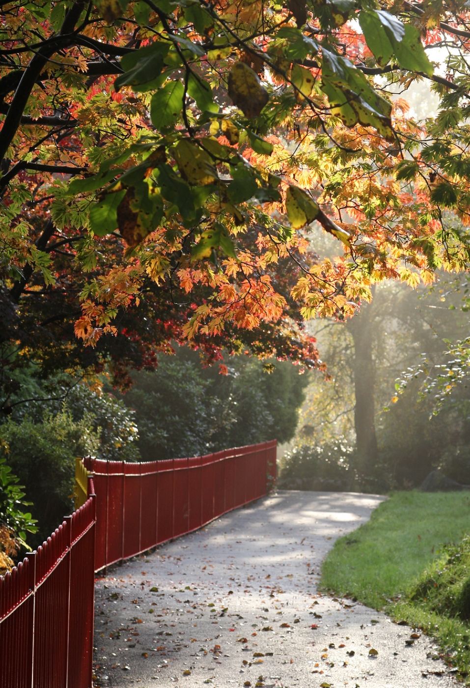 autumn-walk-by-lesley-newcombe