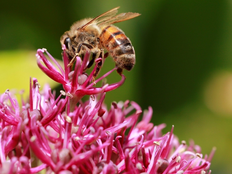 bee collecting pollen from a pink plant