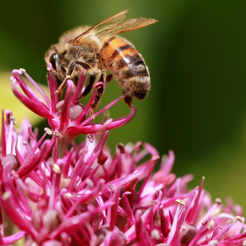 bee collecting pollen from a pink plant