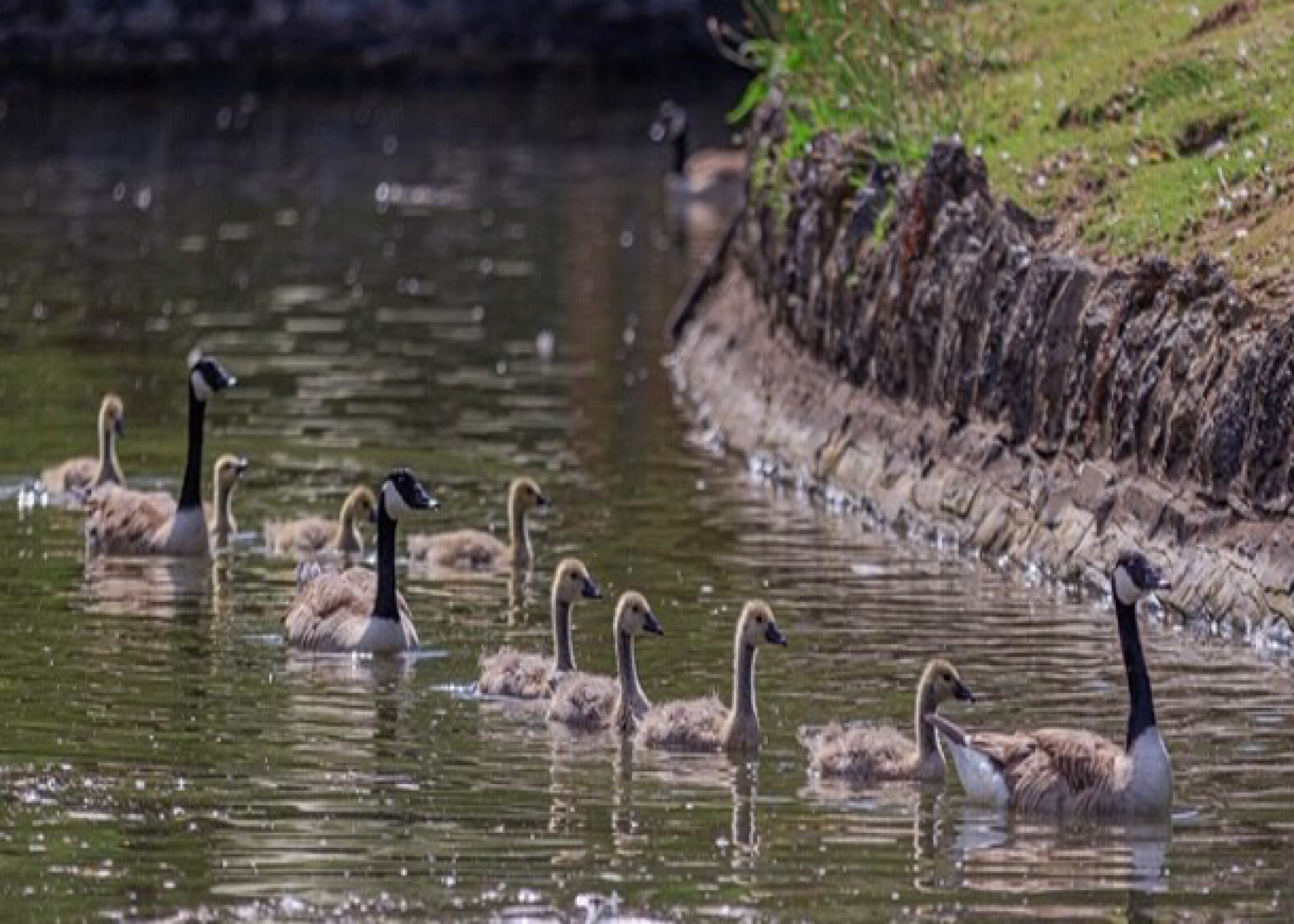 canadian geese with black necks swimming alongside goslings